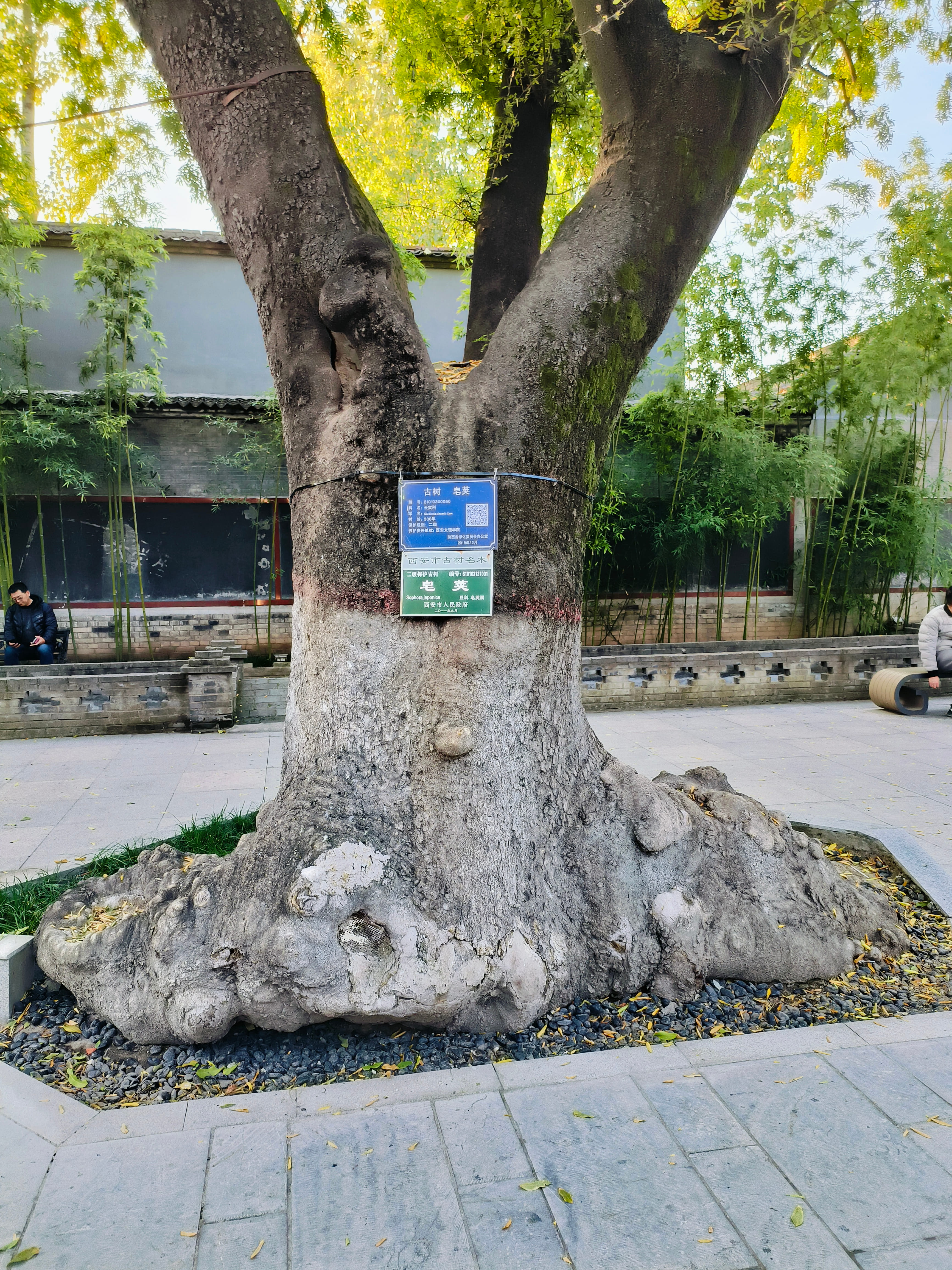 关中书院的树，好粗