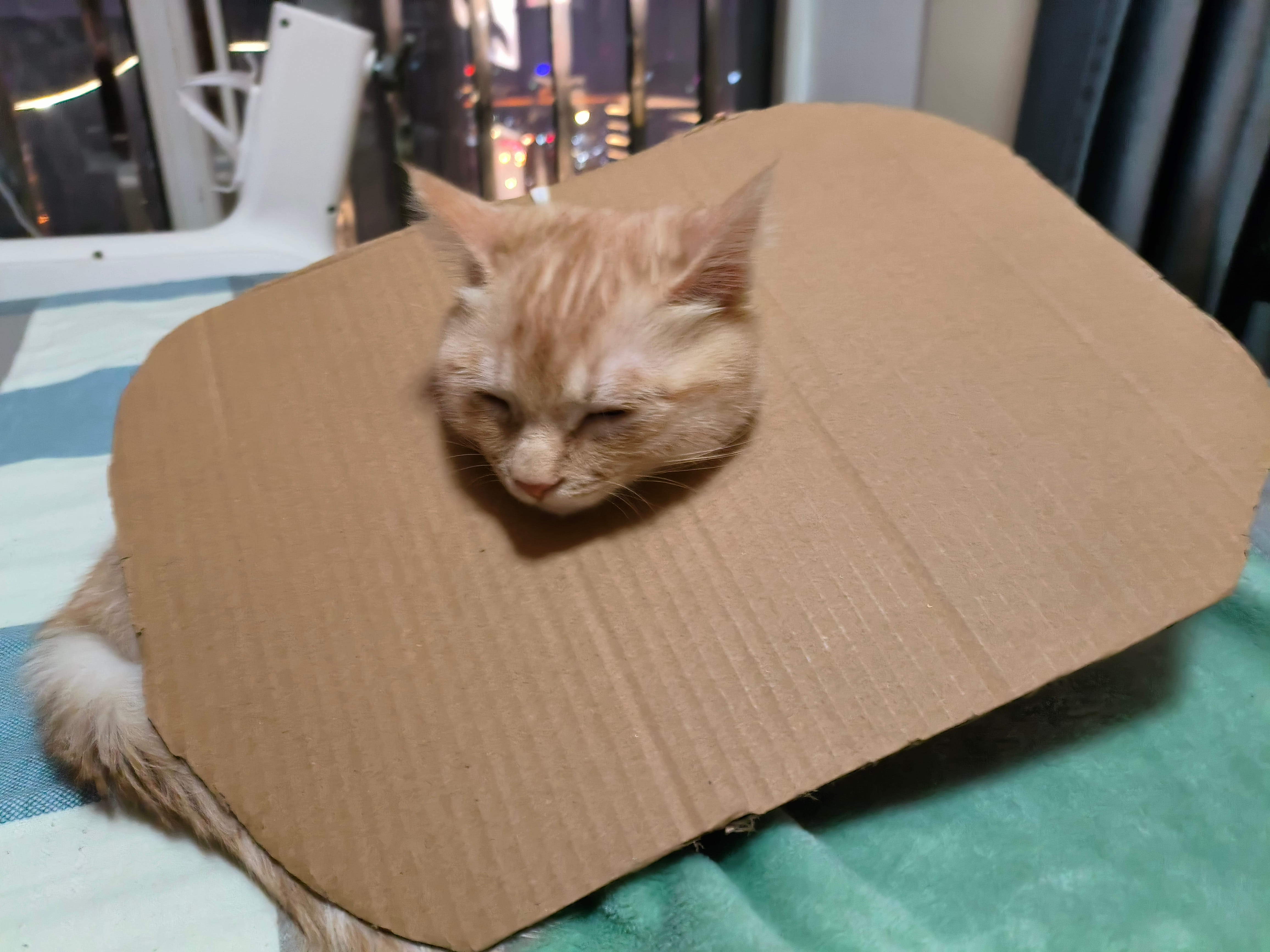 十五戴上了枷锁